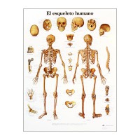 Tableau d'anatomie : squelette humain Tableau d'anatomie : squelette humain